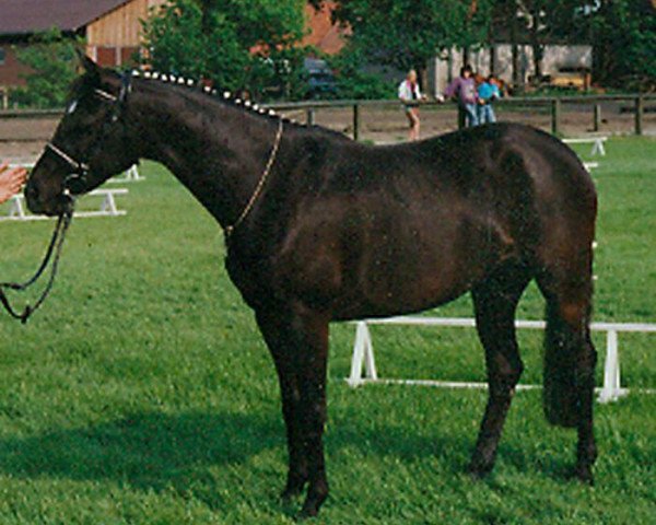 Zuchtstute Rosepark Prelude (Deutsches Reitpony, 1985, von Centurion Torreador)