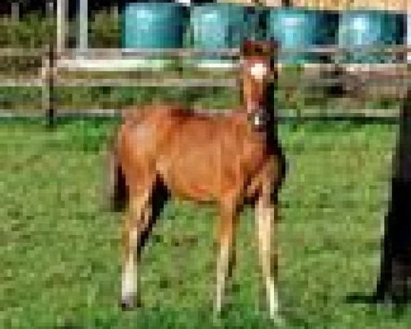 Pferd Django LS (Deutsches Reitpony, 2013, von Dimension AT NRW)