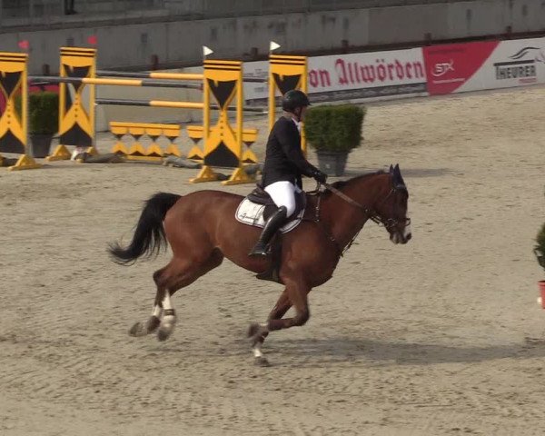 FEI Reitturnier Westergellersen (GER) 2021