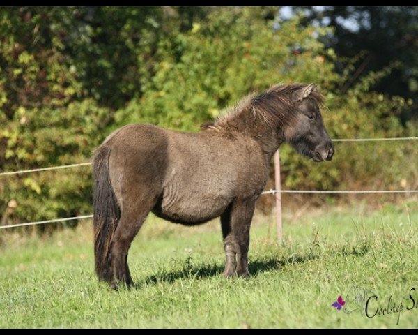 Pferd Coolstep Leni (Shetland Pony, 2012, von Ambitie van de Zandkamp) Pferd Coolstep Leni (Shetland Pony, 2012, von Ambitie van de Zandkamp)