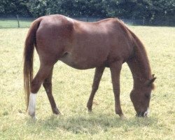 broodmare Myola ox (Arabian purebred,  , from El Meluk ox)