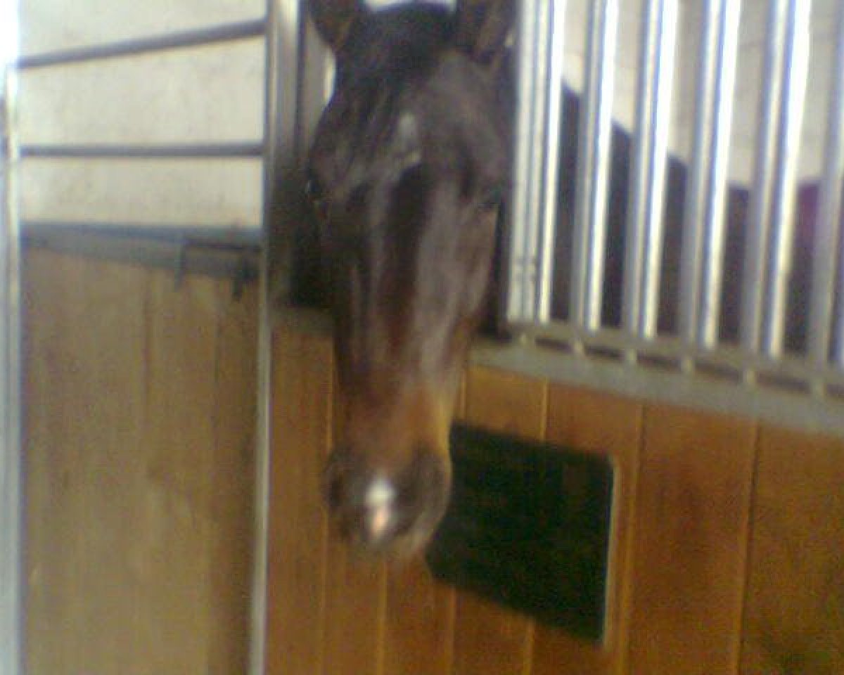 horse Scampolo RB (Holsteiner, 2005, from Connection)