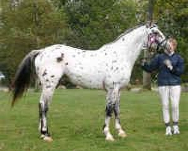 horse Colorado Skrodstrup (Knabstrupper, 1999, from Perikles Christinelyst) horse Colorado Skrodstrup (Knabstrupper, 1999, from Perikles Christinelyst)