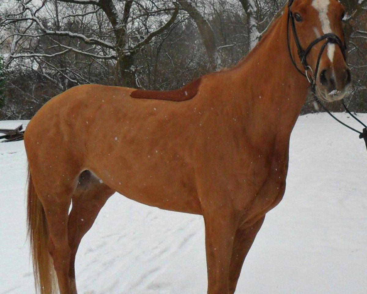 broodmare Lauscherin (Hanoverian, 2008, from Lauscher)