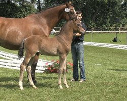 stallion Daylight (Oldenburg show jumper, 2012, from Diarado)
