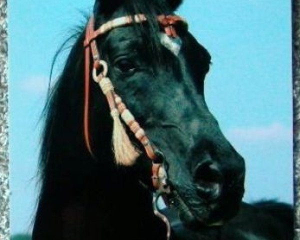 stallion El Abd EAO (Arabian purebred, 1974, from Gharib ox)