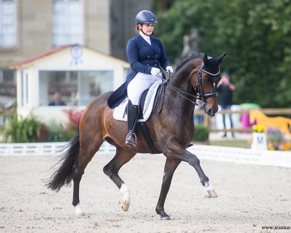 dressage horse Hicksteadt (German Sport Horse, 2003, from Hudson)