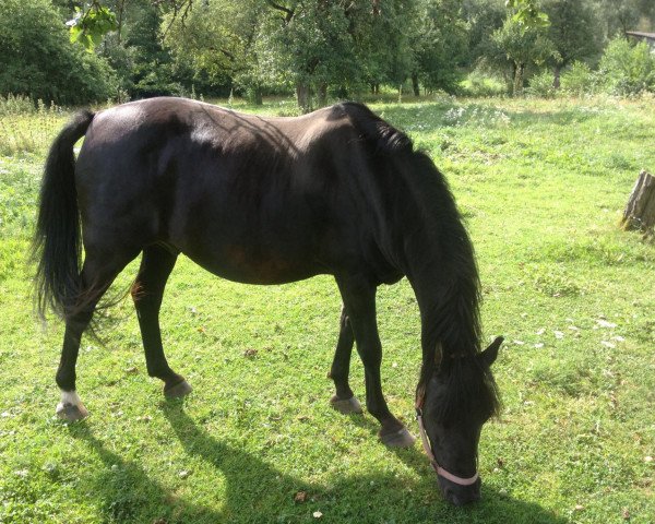 horse Aladin (Arab half breed / Partbred, 1994, from Al Asari ox) horse Aladin (Arab half breed / Partbred, 1994, from Al Asari ox)