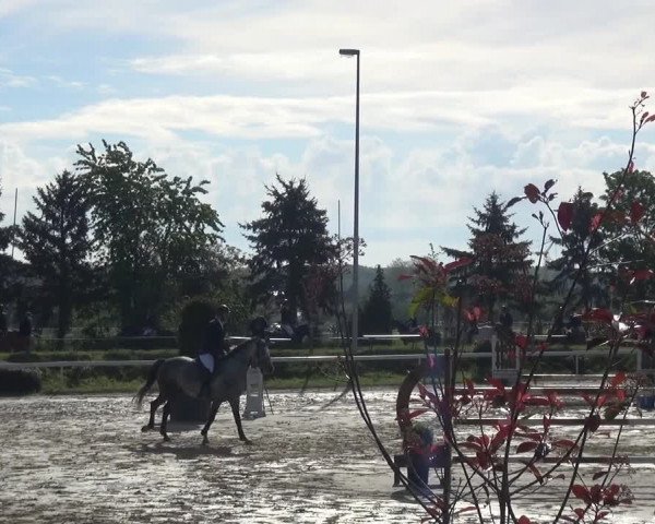 Reitturnier Bornheim-Widdig 2021