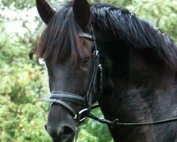 horse Habilidoso de la Luz (Rhinelander, 2009, from Hosco de la Luz)