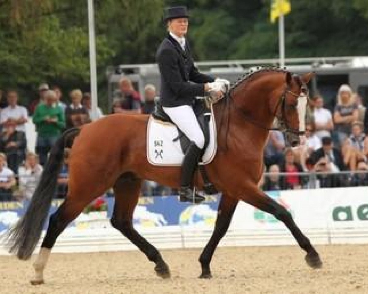 Hingst Lissaro van de Helle (Hanoveraner, 2005, fra Lissabon 29) - 2010 - Westerwinter Zucht & Sport