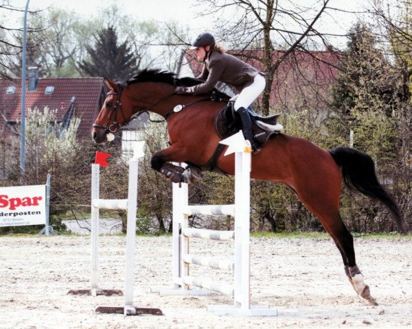 Springpferd Wind of Change 24 (Hannoveraner, 2002, von Worldly I)