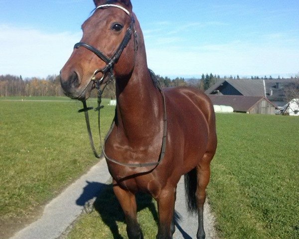 broodmare Landora (Hanoverian, 1999, from Landor S)