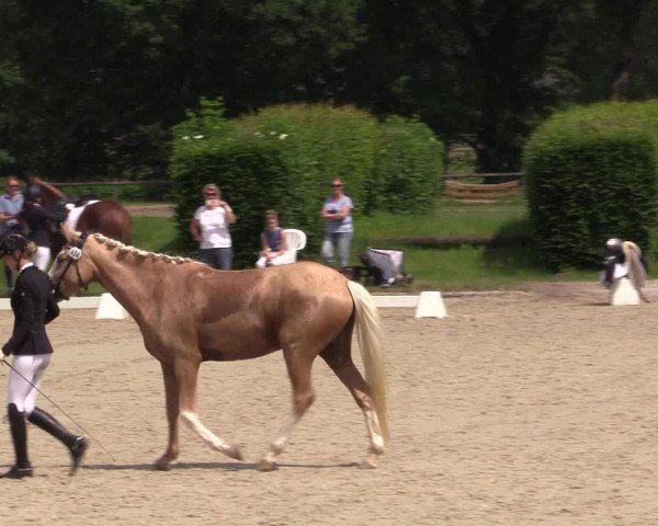 Reitturnier Münster-Handorf 2021