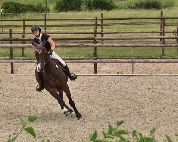 Reitturnier Worms-Pfeddersheim / Reitsportanlage Wittemer 2021