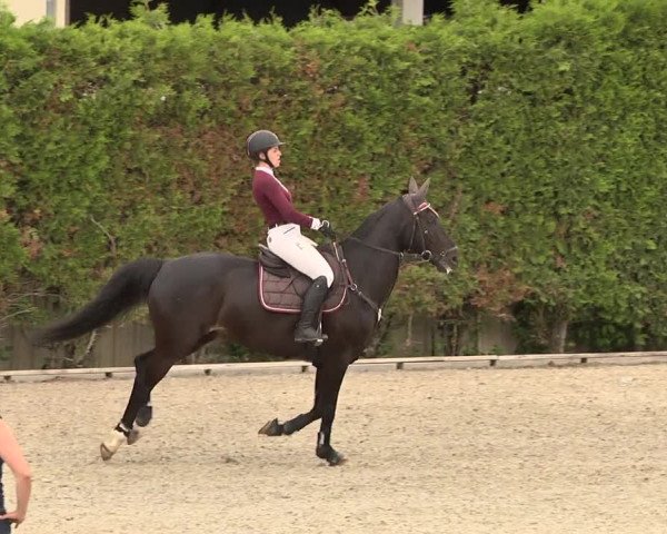 Reitturnier Worms-Pfeddersheim / Reitsportanlage Wittemer 2021
