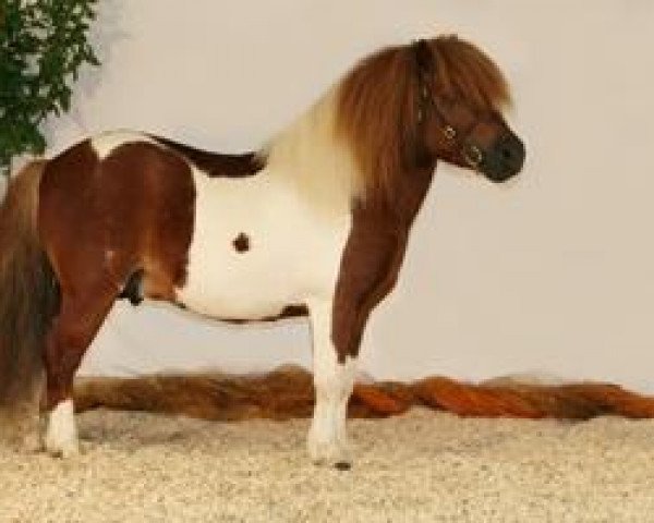 Hingst Bandley of Baltic Sea (Shetlandpony, 2001, fra Balko) - Bandley of Baltic Sea