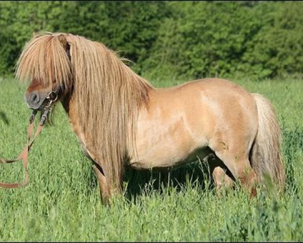 stallion Xander v.d. Bekke (Shetland pony (under 87 cm), 2006, from Narco oet Twente) stallion Xander v.d. Bekke (Shetland pony (under 87 cm), 2006, from Narco oet Twente)