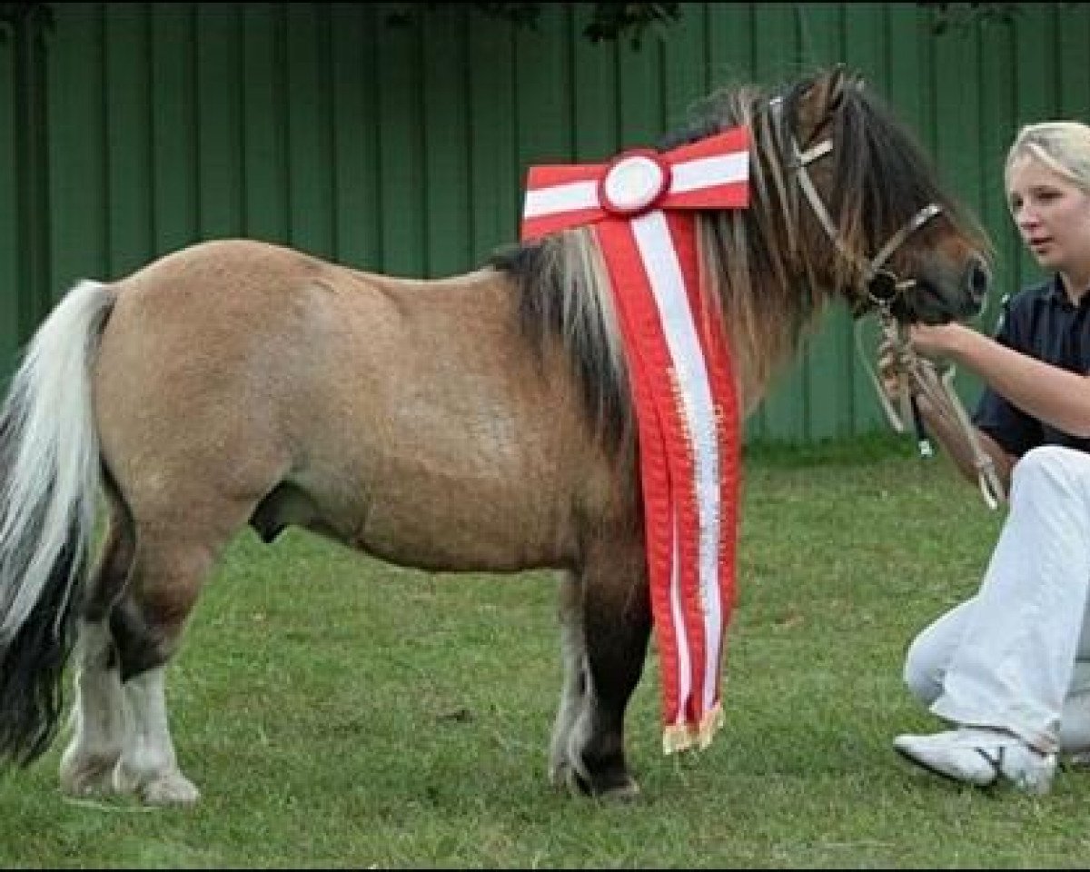 stallion Schalenburgs Twister (Shetland pony (under 87 cm), 1999, from Tomcat)