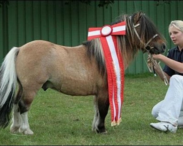 Stallion Schalenburgs Twister (Shetland Pony (under 87 cm), 1999, from Tomcat)