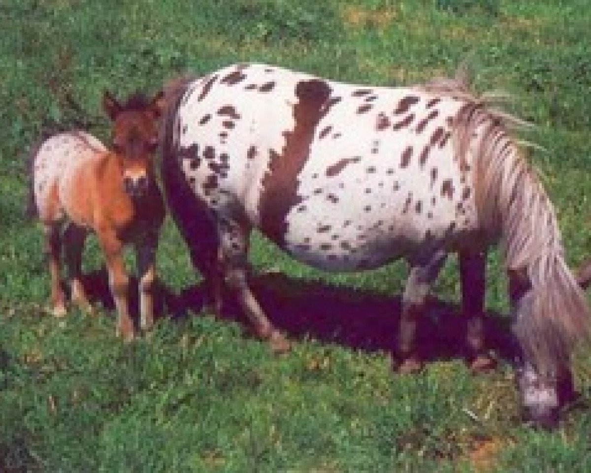 Broodmare Zwackerl (Dt.Part-bred Shetland Pony, 1982, from Mylord von Bairawies)