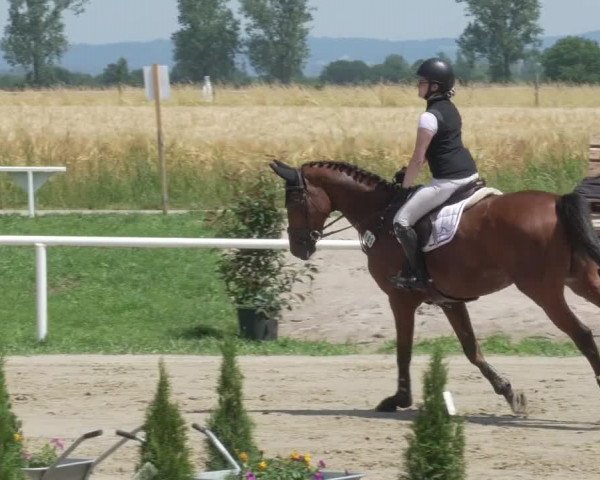 Reitturnier Biebesheim 2021