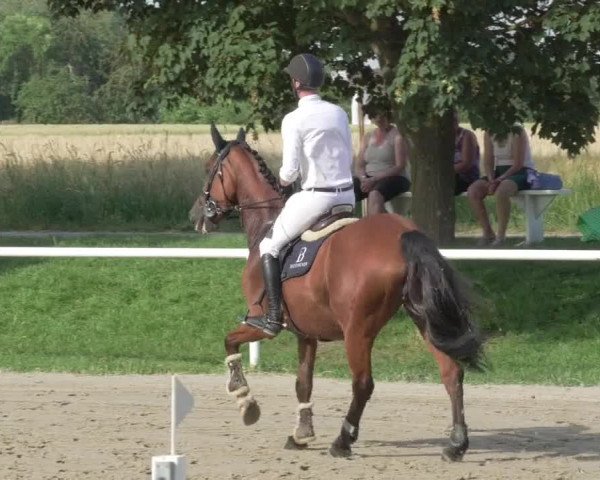 Reitturnier Biebesheim 2021
