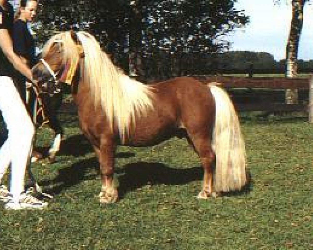 Deckhengst Balduin (Shetland Pony (unter 87 cm), 1987, von Claret)