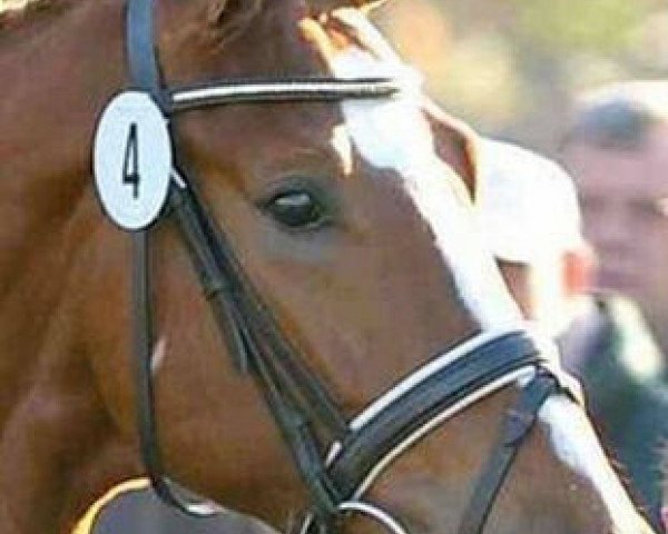 stallion Bequia (Hanoverian, 2006, from Belissimo NRW) stallion Bequia (Hanoverian, 2006, from Belissimo NRW)