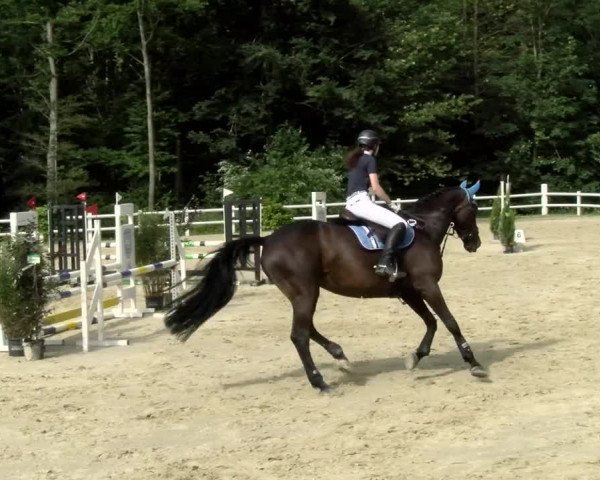 Reitturnier Nordstetten- Horb 2021