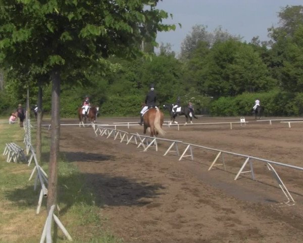 Reitturnier Westeregeln 2021
