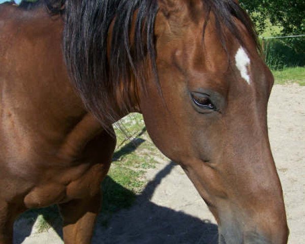 broodmare Irsha G (KWPN (Royal Dutch Sporthorse), 1990, from Notaris)