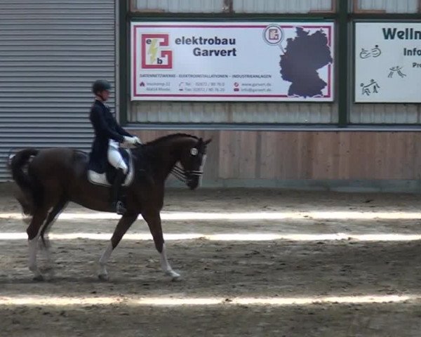 Reitturnier Rhede 2021