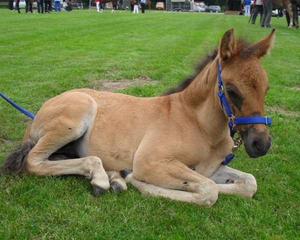 horse Delicacy Ann (German Riding Pony, 2013, from Danny Gold)