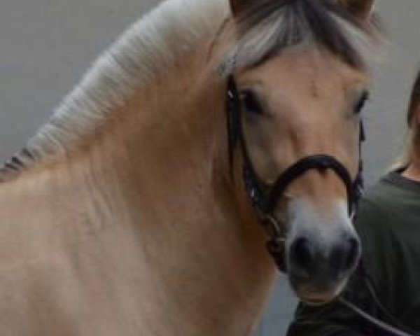 broodmare Kosma (Fjord Horse, 2009, from Kvirlo)