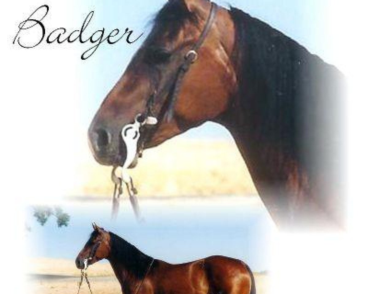 Broodmare Sugar Badger (Quarter Horse, 1959, from Grey Badger III)