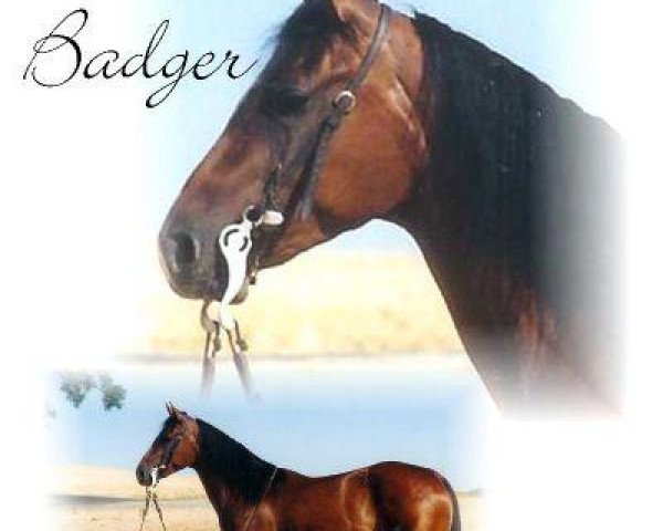 Zuchtstute Sugar Badger (Quarter Horse, 1959, von Grey Badger III)