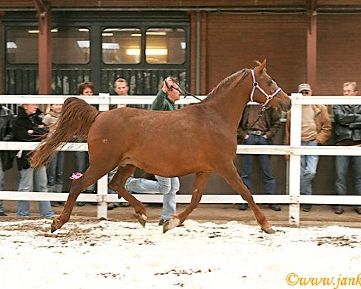 broodmare Sonata 1994 ox (Arabian purebred, 1994, from Nikel 1986 ox)