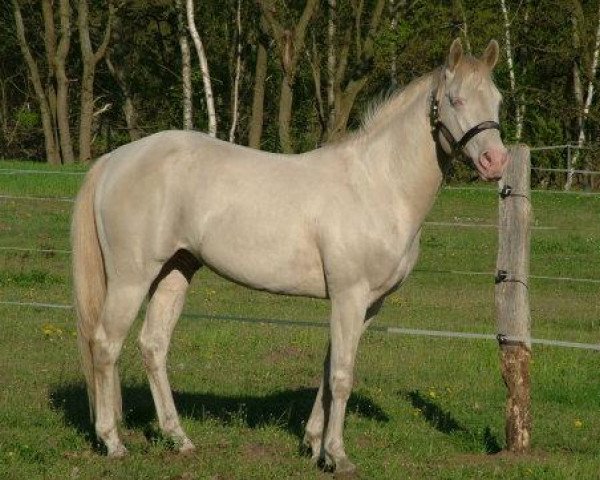 stallion Latte Macchiato (Quarter Horse, 2006, from Navajo Jacs Image)