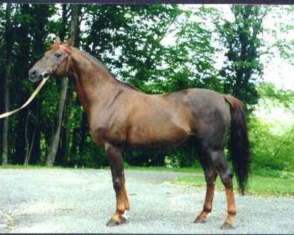 stallion Djelfor 1984 ox (Arabian purebred, 1984, from Manganate 1972 ox)