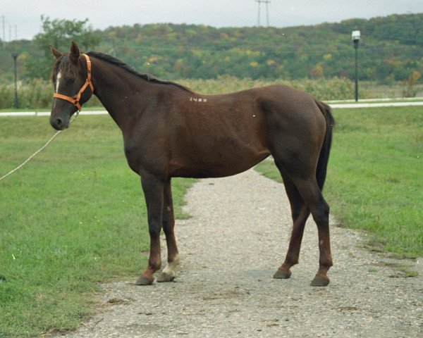 broodmare Sindy 1999 ox (Arabian purebred, 1999, from Djelfor 1984 ox)