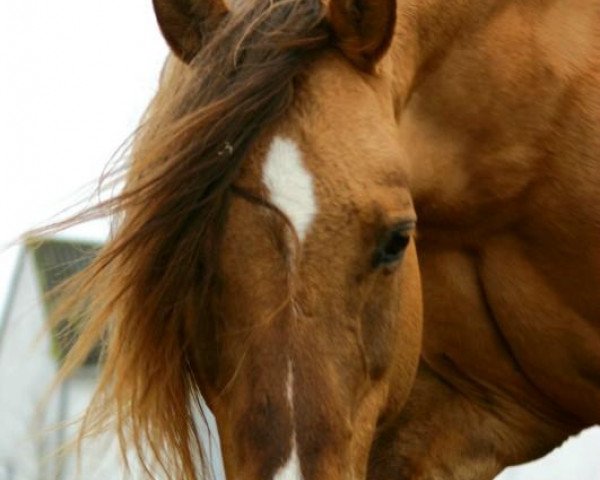 horse Stepps Sony Boy (Quarter Horse, 1999, from Hes A Steppin Jac)