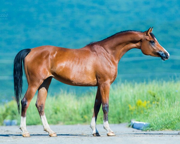broodmare Temka 2009 ox (Arabian purebred, 2009, from Marcipan 1999 ox)