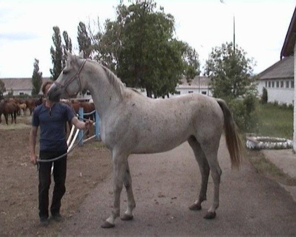 broodmare Serenada 1996 ox (Arabian purebred, 1996, from Drug 1985 ox)