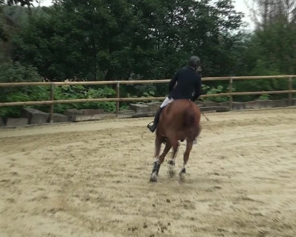 Reitturnier Marienheide-Kempershöhe 2021