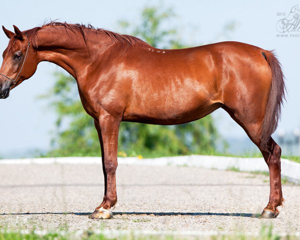 broodmare Stepen 2003 ox (Arabian purebred, 2003, from Parusnik 1987 ox)