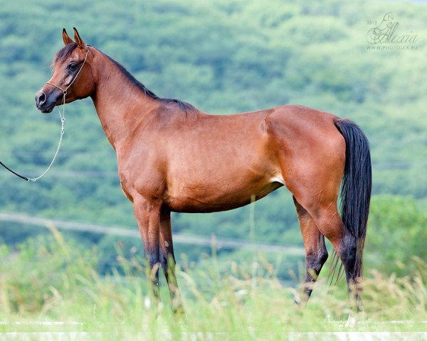 broodmare Miss Psytadel 2007 ox (Arabian purebred, 2007, from Psytadel 1998 ox)