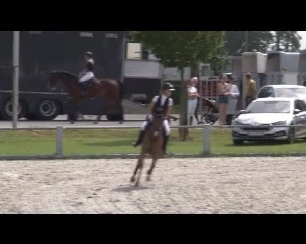 Reitturnier Grafenrheinfeld/Ufr. 2021