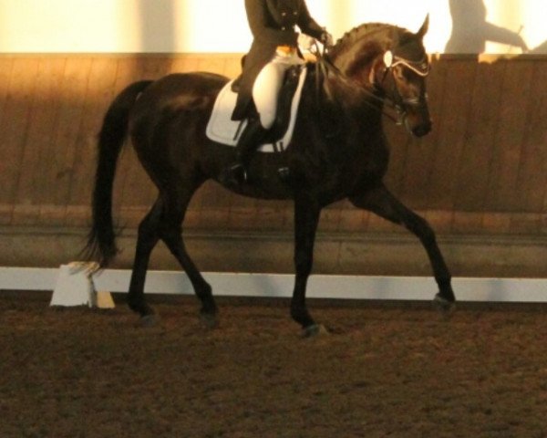 dressage horse Prince Charming Wpa (Hanoverian, 2000, from Prince Thatch xx)