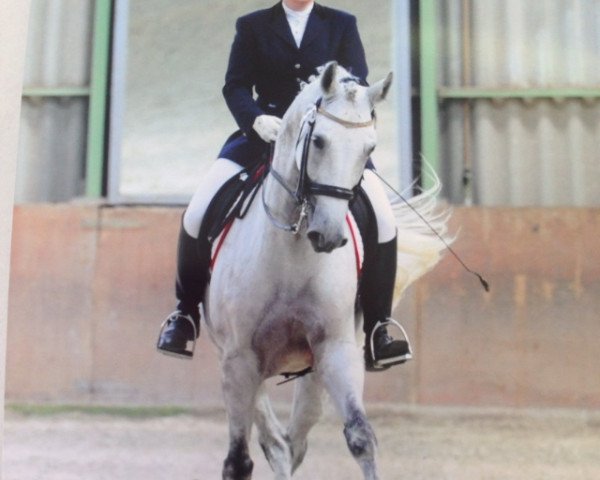 Dressurpferd Duke (Westfale, 2003, von Donnerlord)